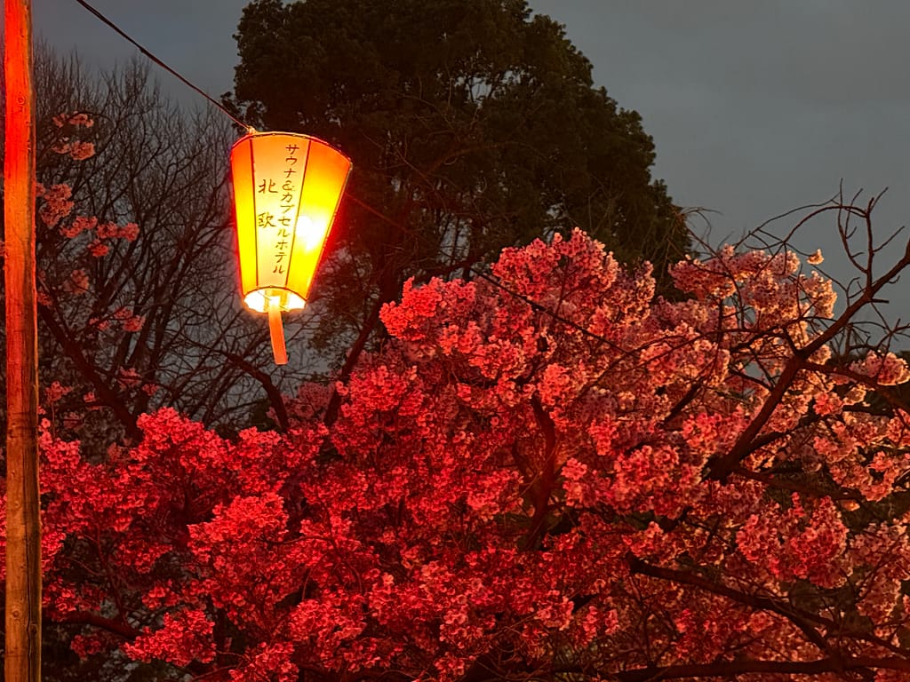 上野の夜桜と提灯の灯り。サウナ北欧の提灯が赤く照らされ、満開の桜が幻想的に浮かび上がる夜の風景